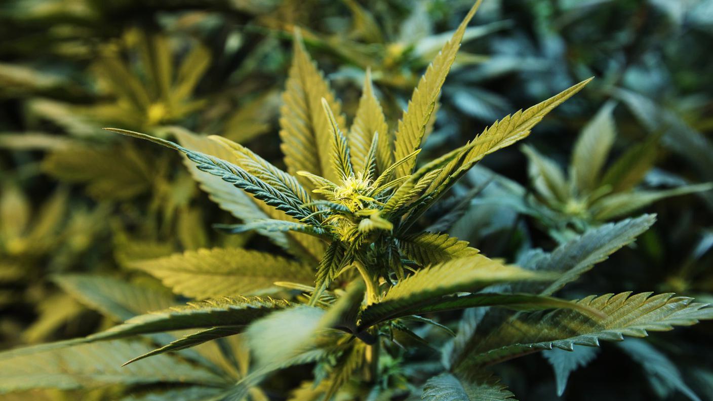 Una piantina di cannabis