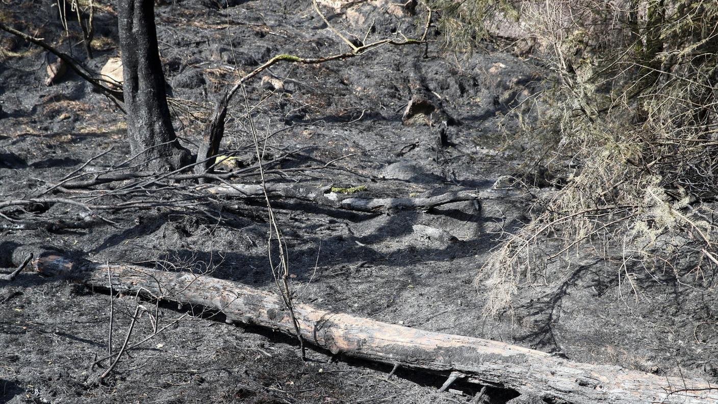 Il numero di incendi nelle foreste scandinave è superiore alla media