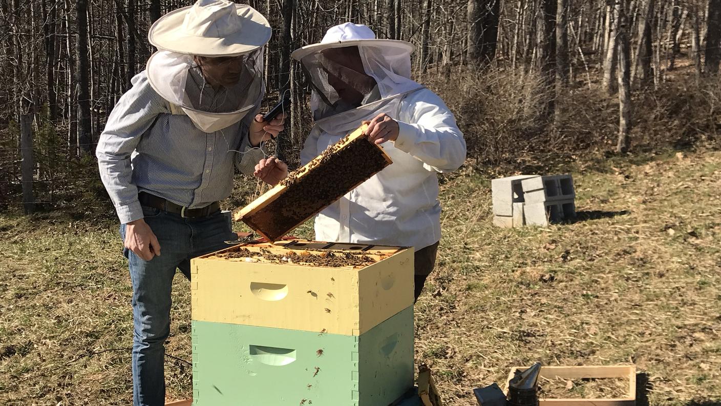 Un’intervista atipica: registratore e microfono non disturbano le api, ma occorre muoversi lentamente. E ovviamente usare le protezioni
