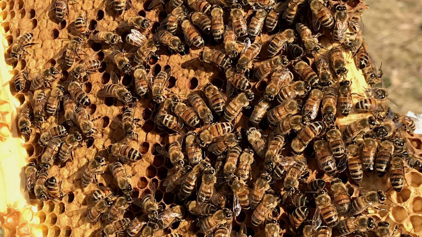 Indispensabili: le api sono fondamentali per l’ambiente. Il loro lavoro di impollinazione è necessario per il 76% del cibo che consumiamo