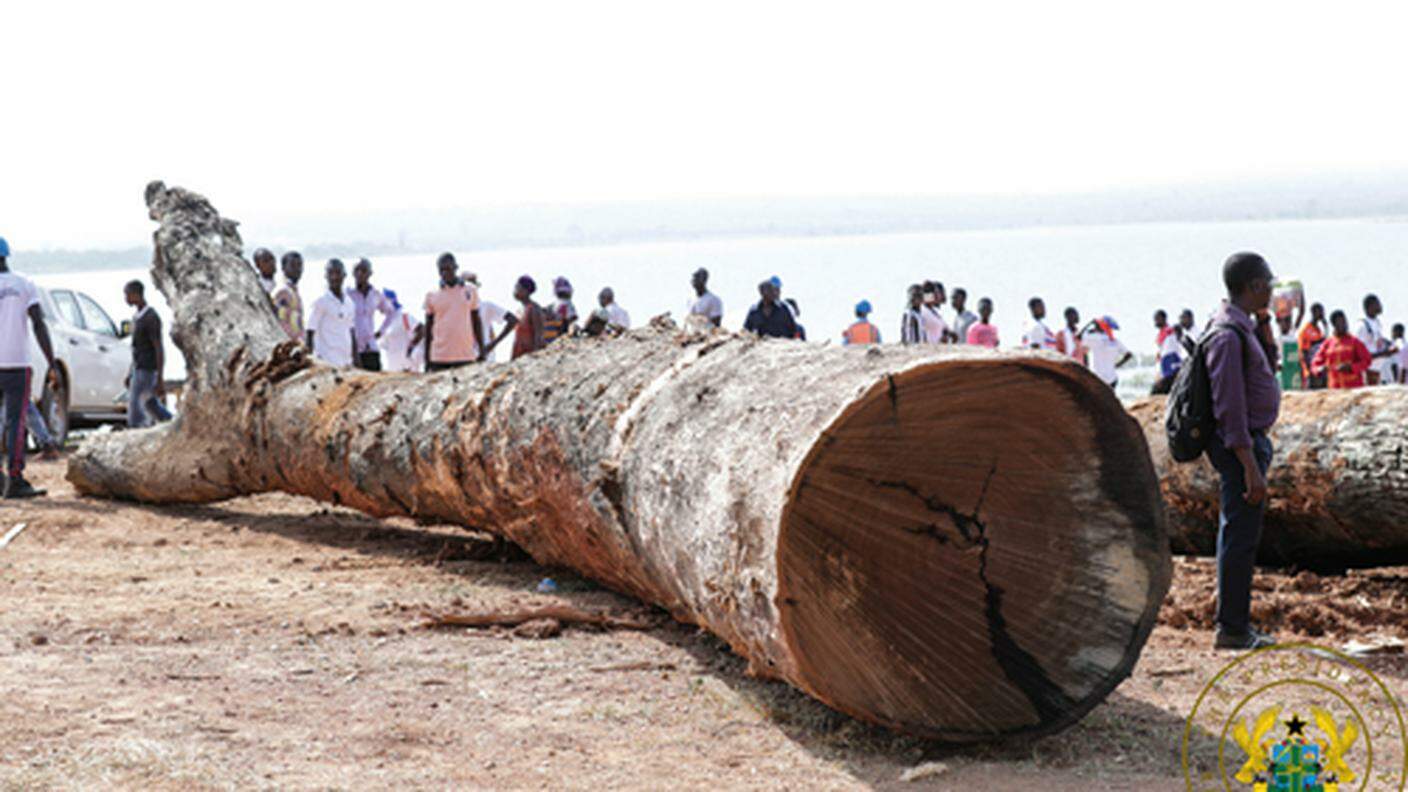 Uno dei tronchi recuperati dal fondo del Lago Volta dalla Kete Krachi Timber Recovery