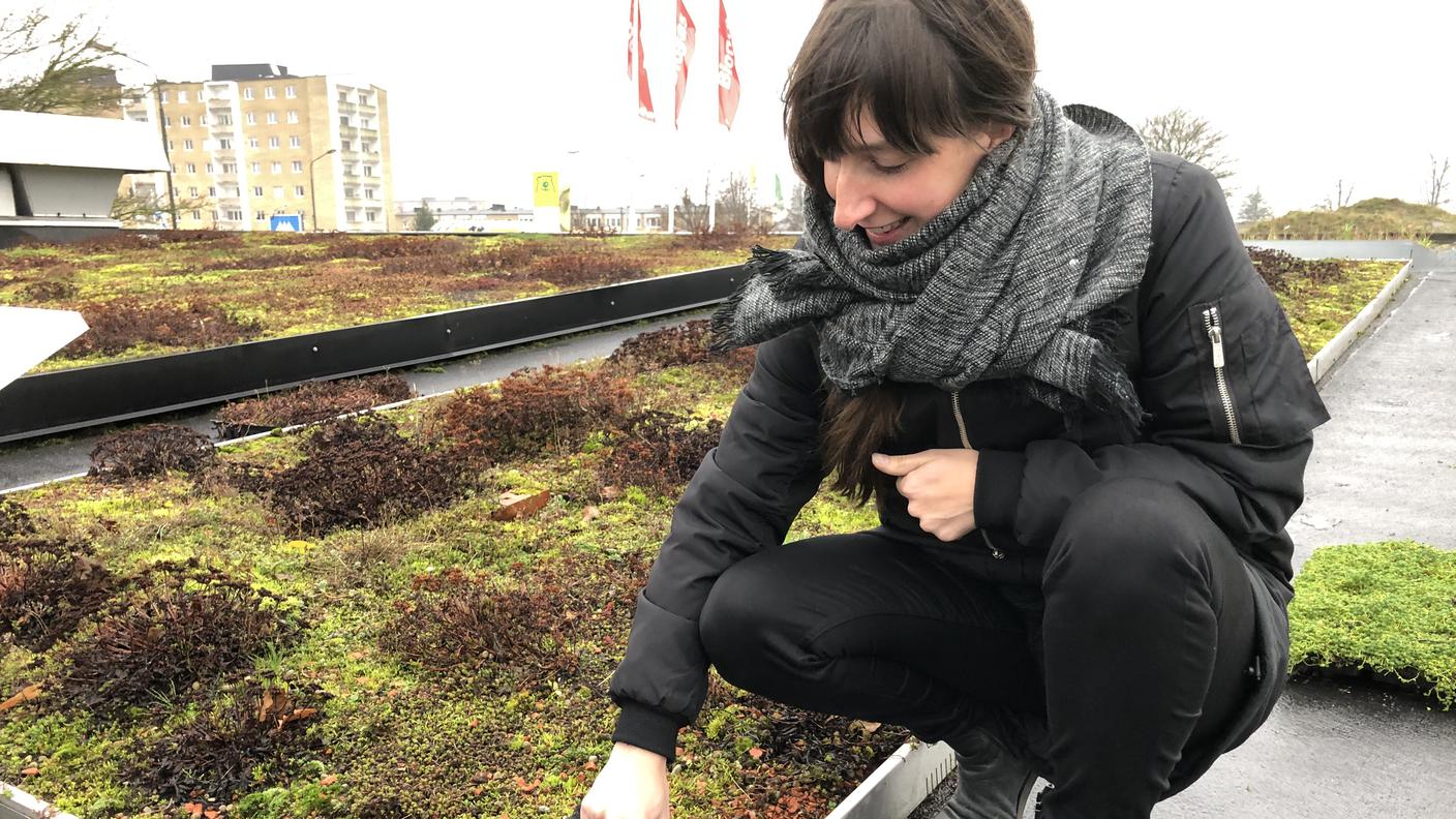 Tanja Mason, l'ingegnera dei tetti verdi: lo strato per la vegetazione è fatto di frammenti di mattoni e materiali plastici di recupero