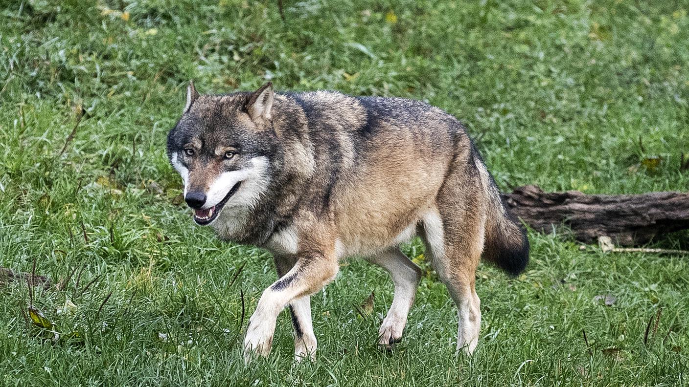 Lupo Tierpark Goldau