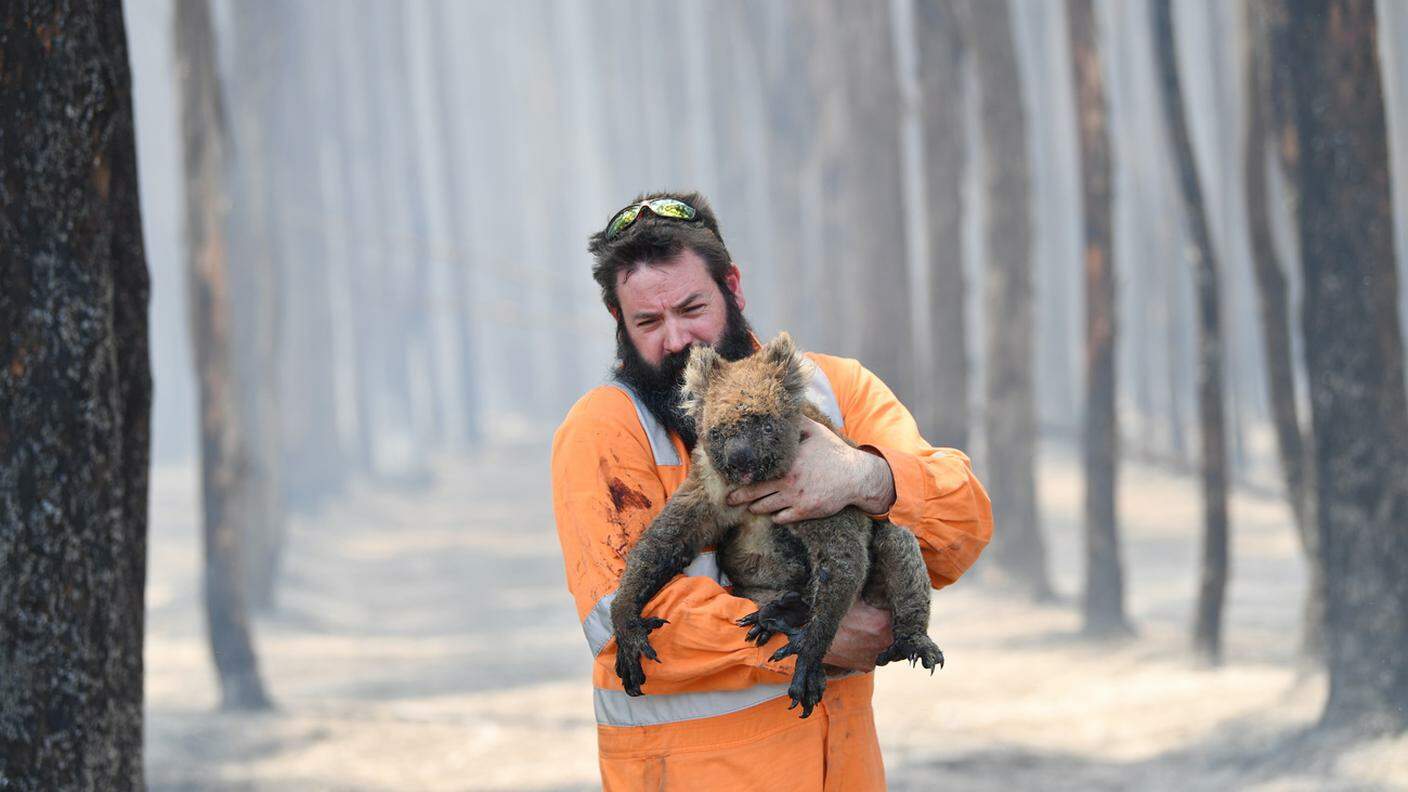Un koala salvato da un incendio a Kangaroo Island, Australia