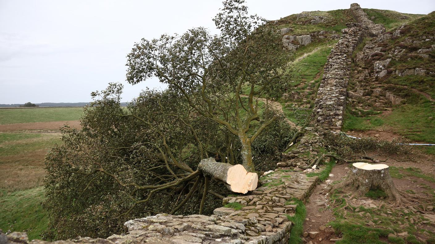 L'albero tagliato a ridosso del Vallo di Adriano.jpg