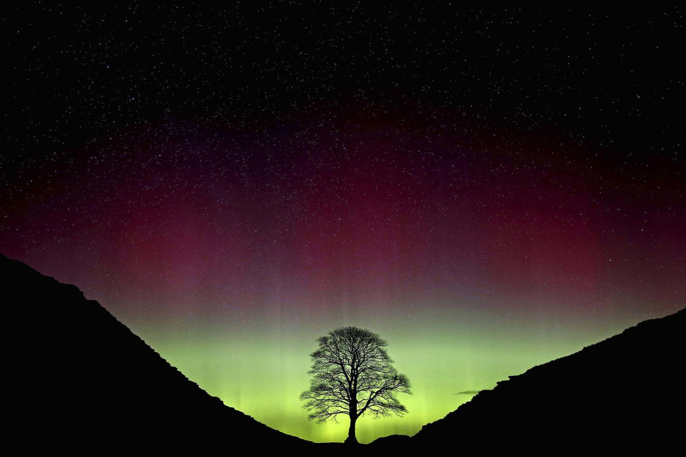 Il Sycamore Gap tree incorniato da un'aurora boreale.jpg