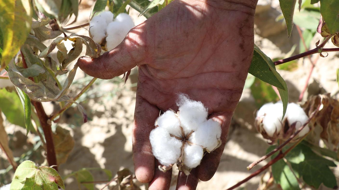 Cotone allo stato naturale, c'è chi usa l'aiutino.jpg