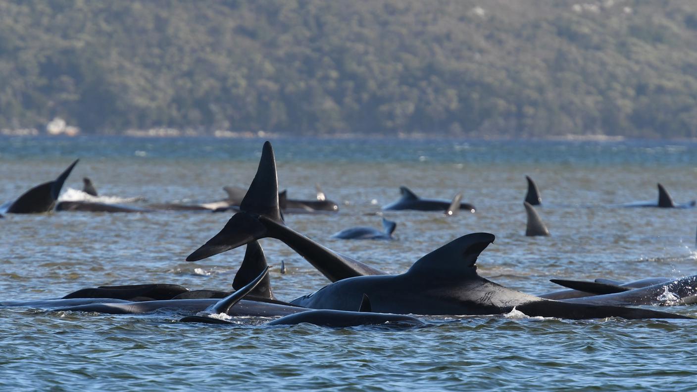 Le balene sono rimaste bloccate in una baia a Macquarie Harbour 