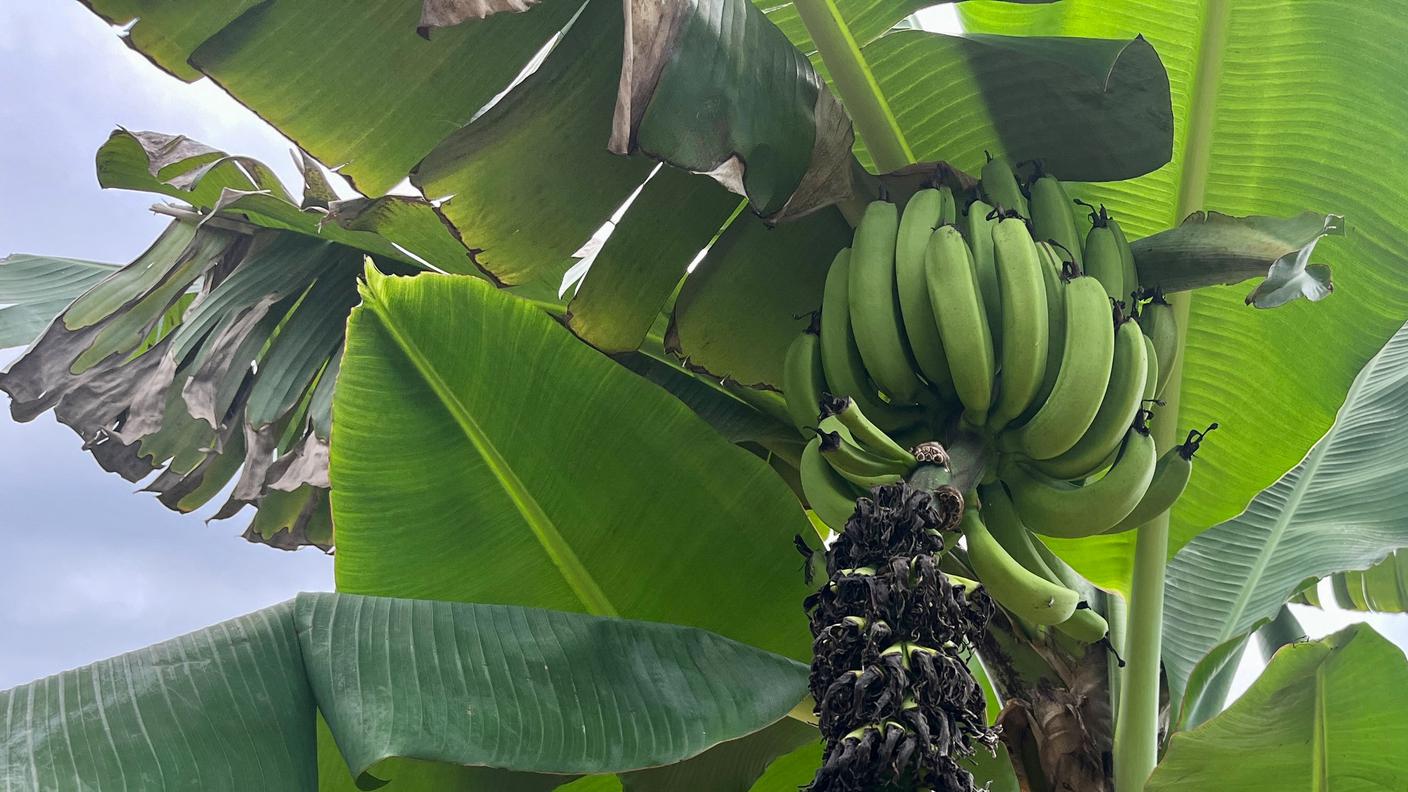 banano.JPG