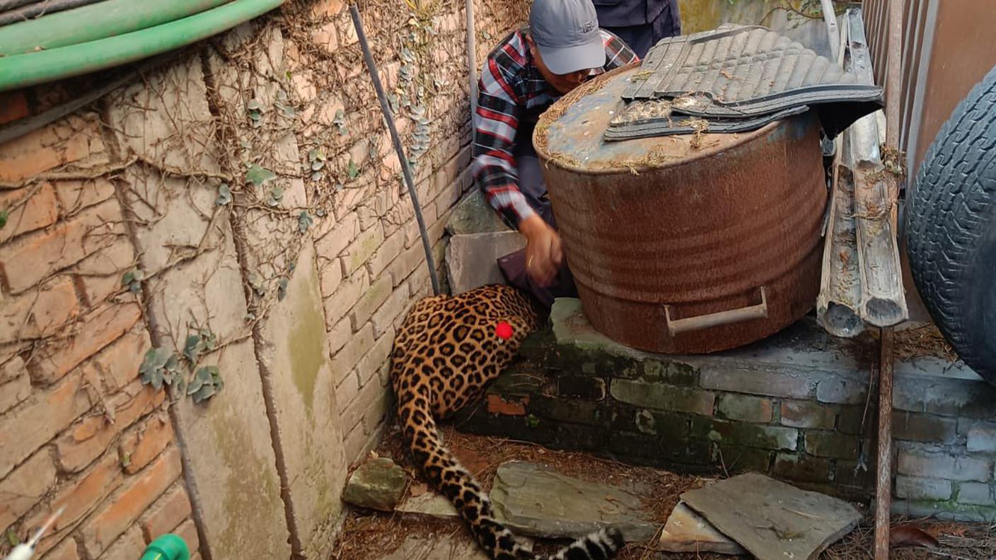 Il felino nascosto su suolo svizzero