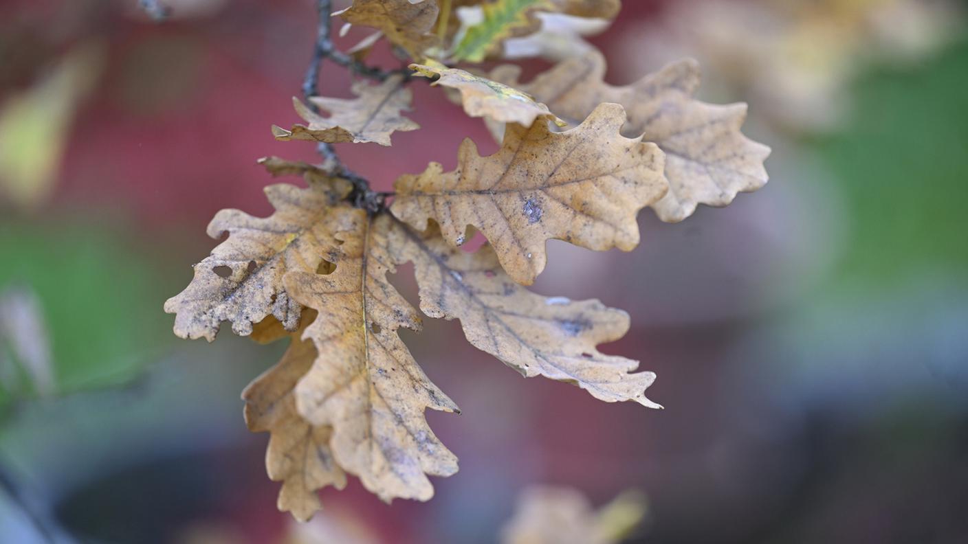 Una foglia di quercia