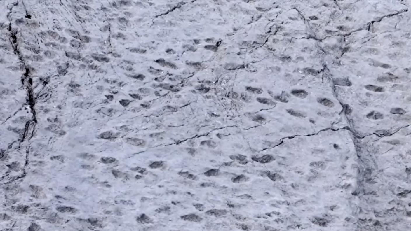 Di corporatura robusta, i prosauropodi possedevano artigli appuntiti sia sulle mani che sui piedi. In alcune specie, gli adulti potevano raggiungere i 10 metri di lunghezza. Gli scheletri di diversi esemplari sono stati rinvenuti sia in Svizzera che in Germania