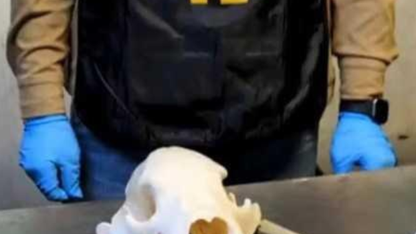 Il cranio di orso bruno sequestrato a Malpensa