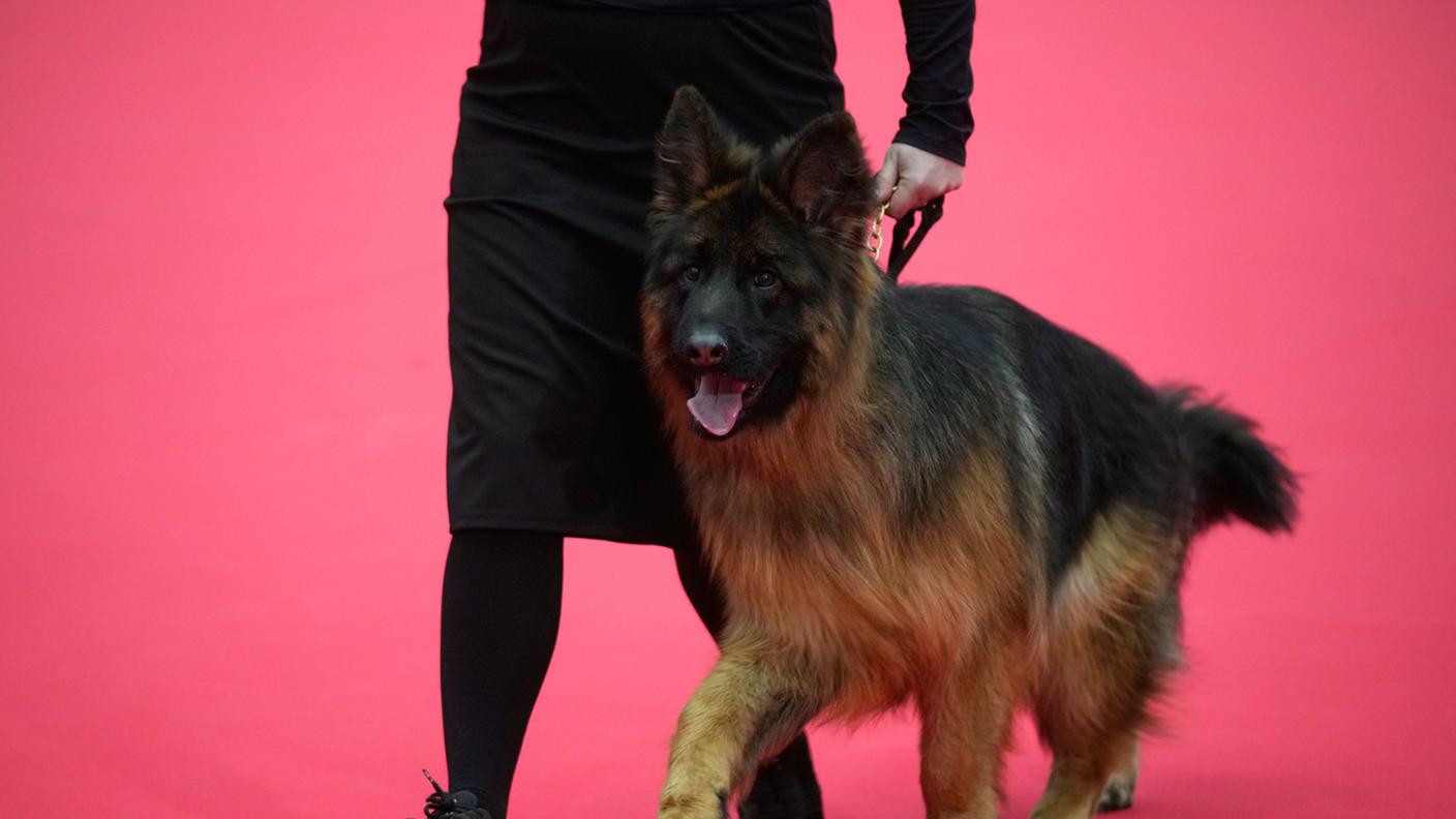 Anche Fido può viaggiare in cabina