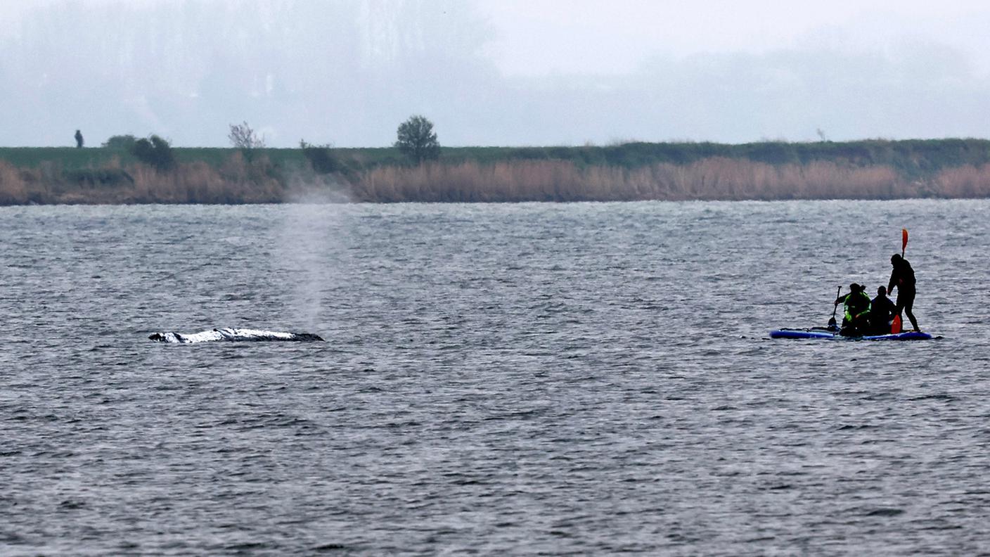 La megattera nuota al largo della costa del Mar Baltico di Wismar