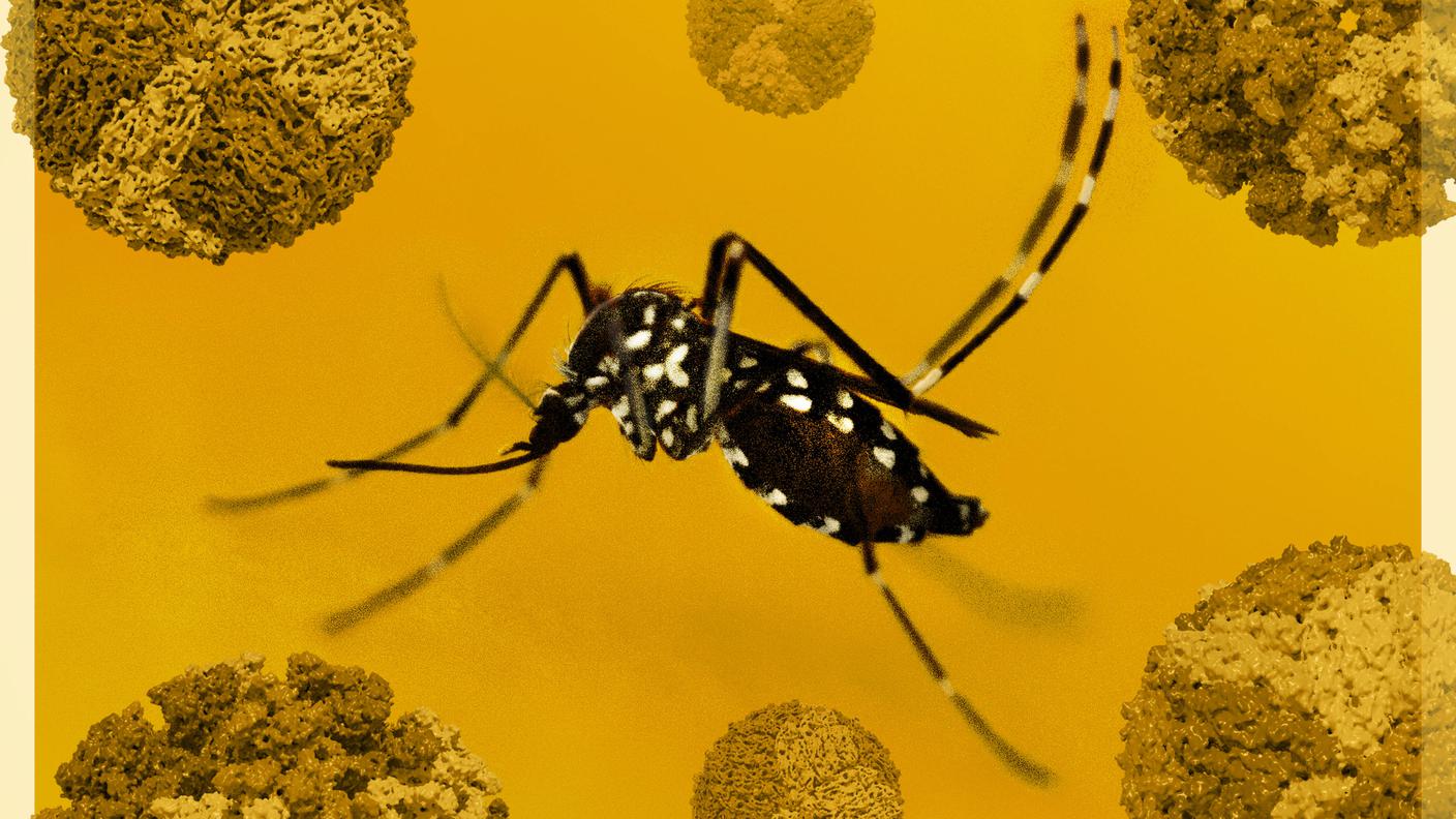 La dengue è una malattia virale veicolata da alcune tipologie di zanzare