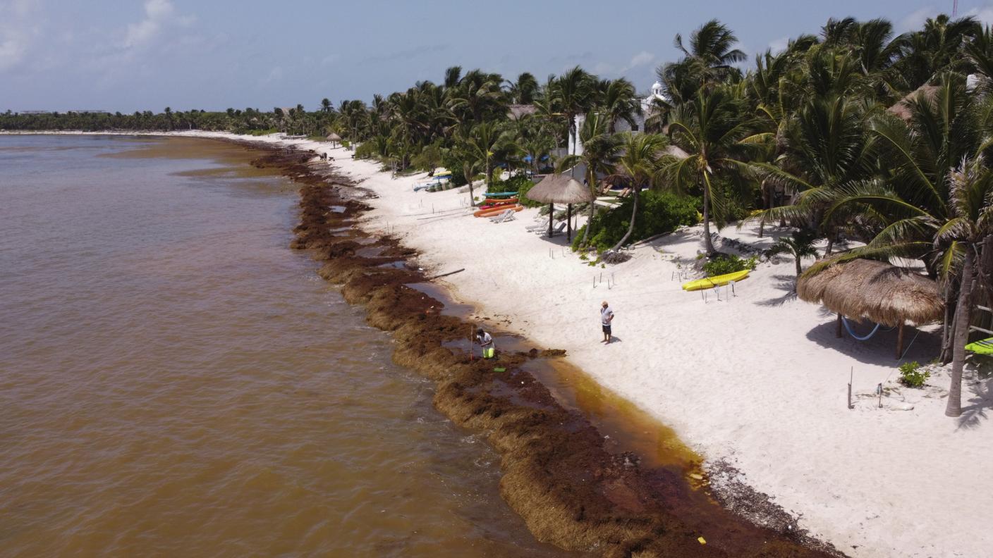 Delle 140 spiagge controllate, 65 registrano un accumulo eccessivo di alghe