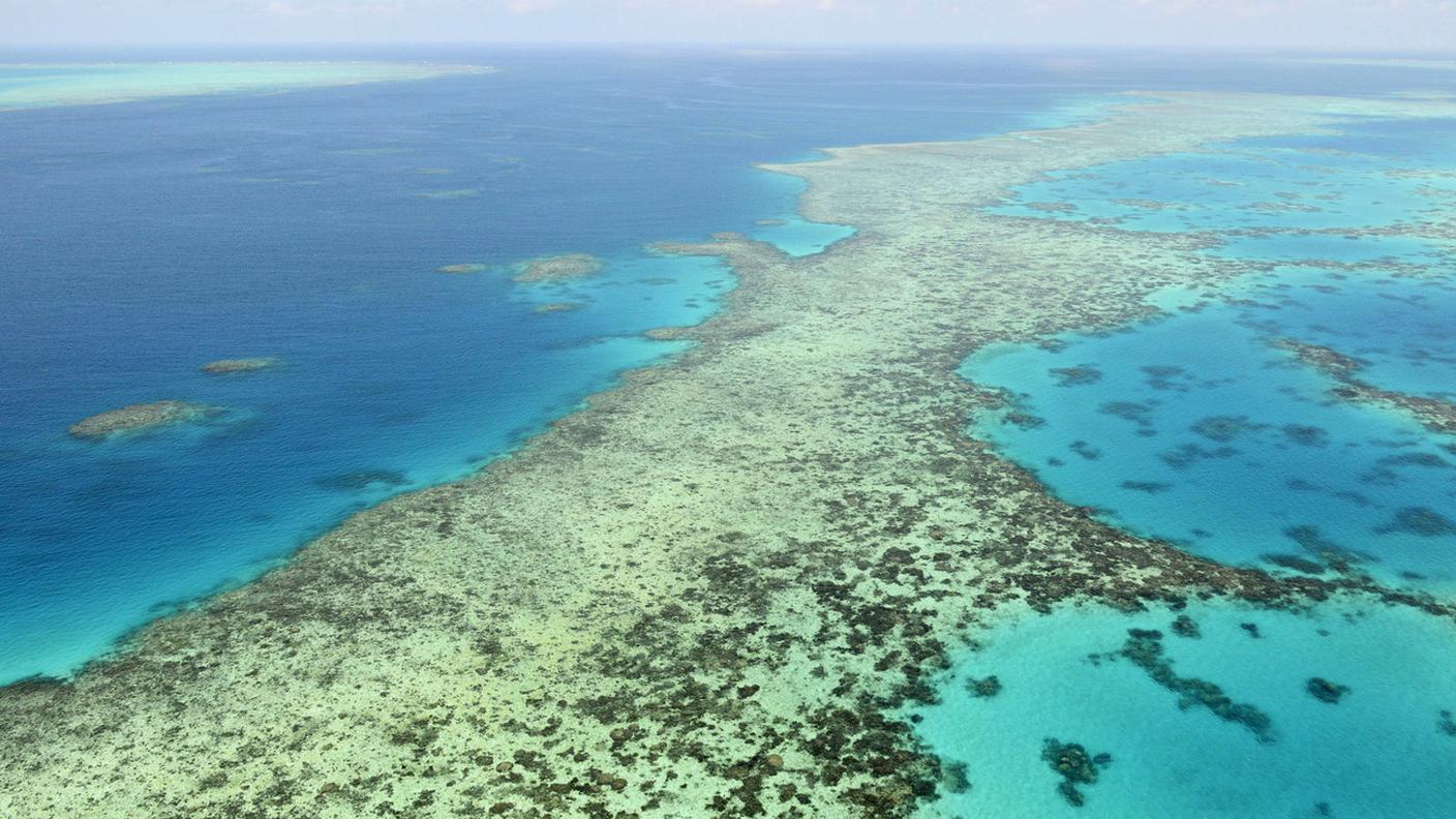 La metà dei coralli del più grande organismo vivente sulla faccia della Terra è praticamente morta