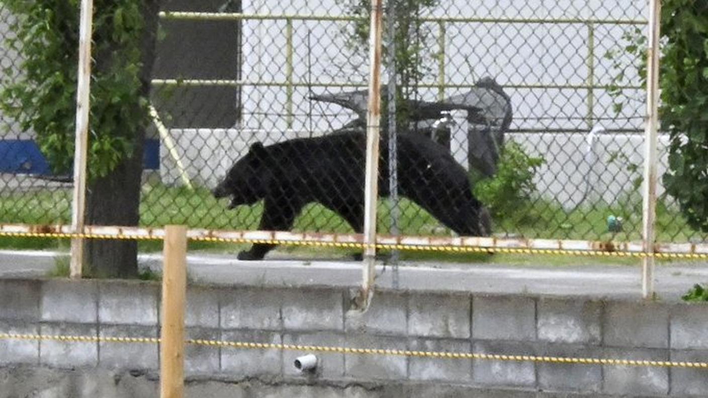 L'orso è riuscito a fuggire aprendo una finestra dell'edificio dove si era nascosto e superato una recinzione