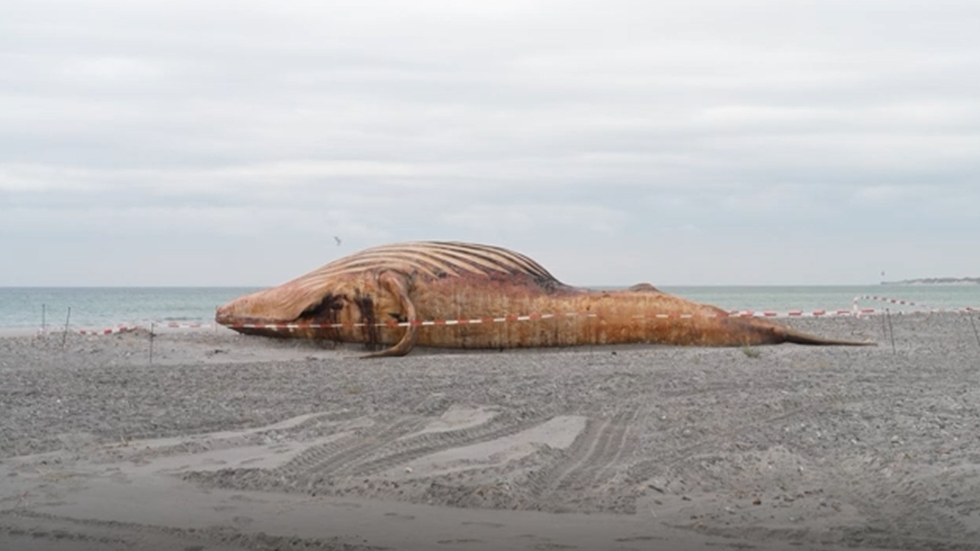 I resti di Timmy sono stati ritrovati sulla spiaggia dell'isola danese di Anhol