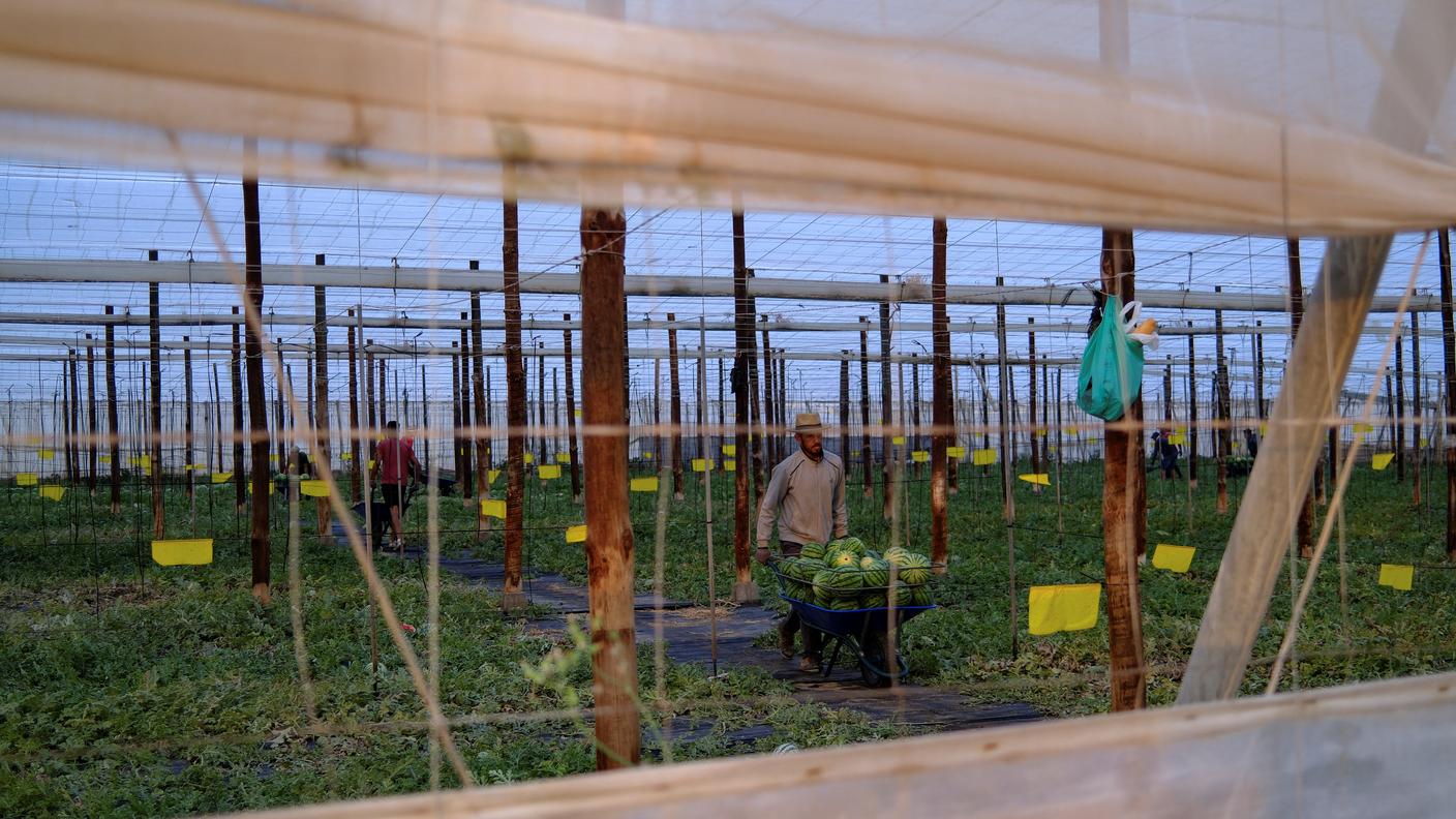 Migranti al lavoro all'interno di una serra nella provincia di Almería