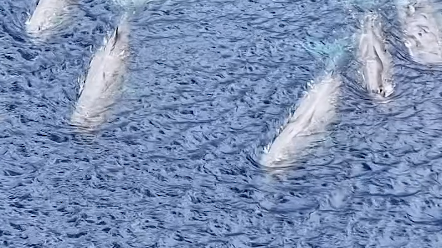 Branco di nove capodogli avvistato nello Stretto di Messina