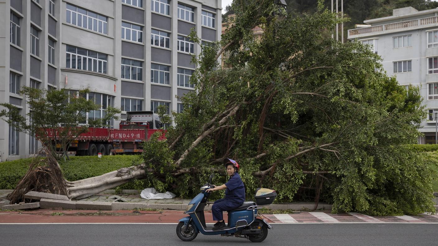 Sono migliaia gli alberi caduti nella provincia di Zhejiang
