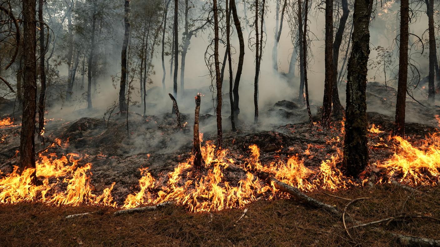 Le fiamme nella foresta di Fontainebleau
