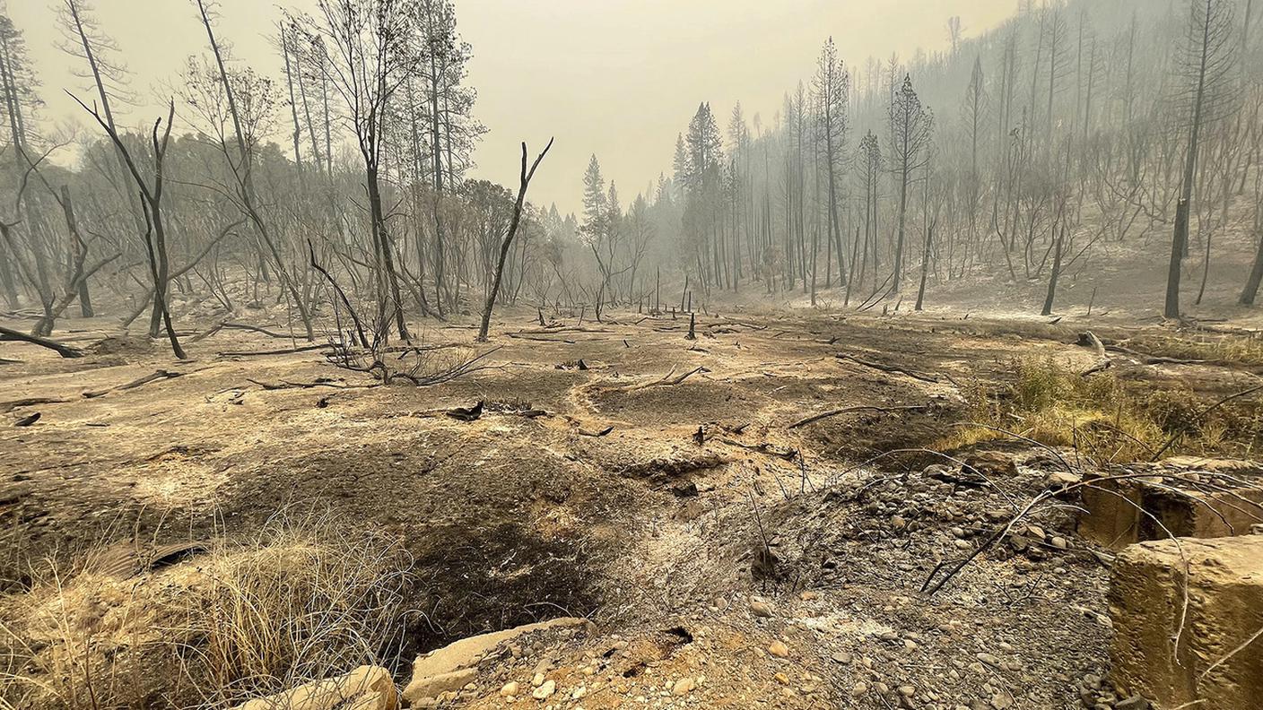 Un bosco attraversato da uno dei roghi attivi in California