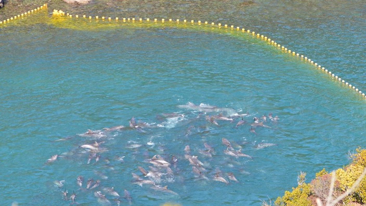 delfini 11.jpg