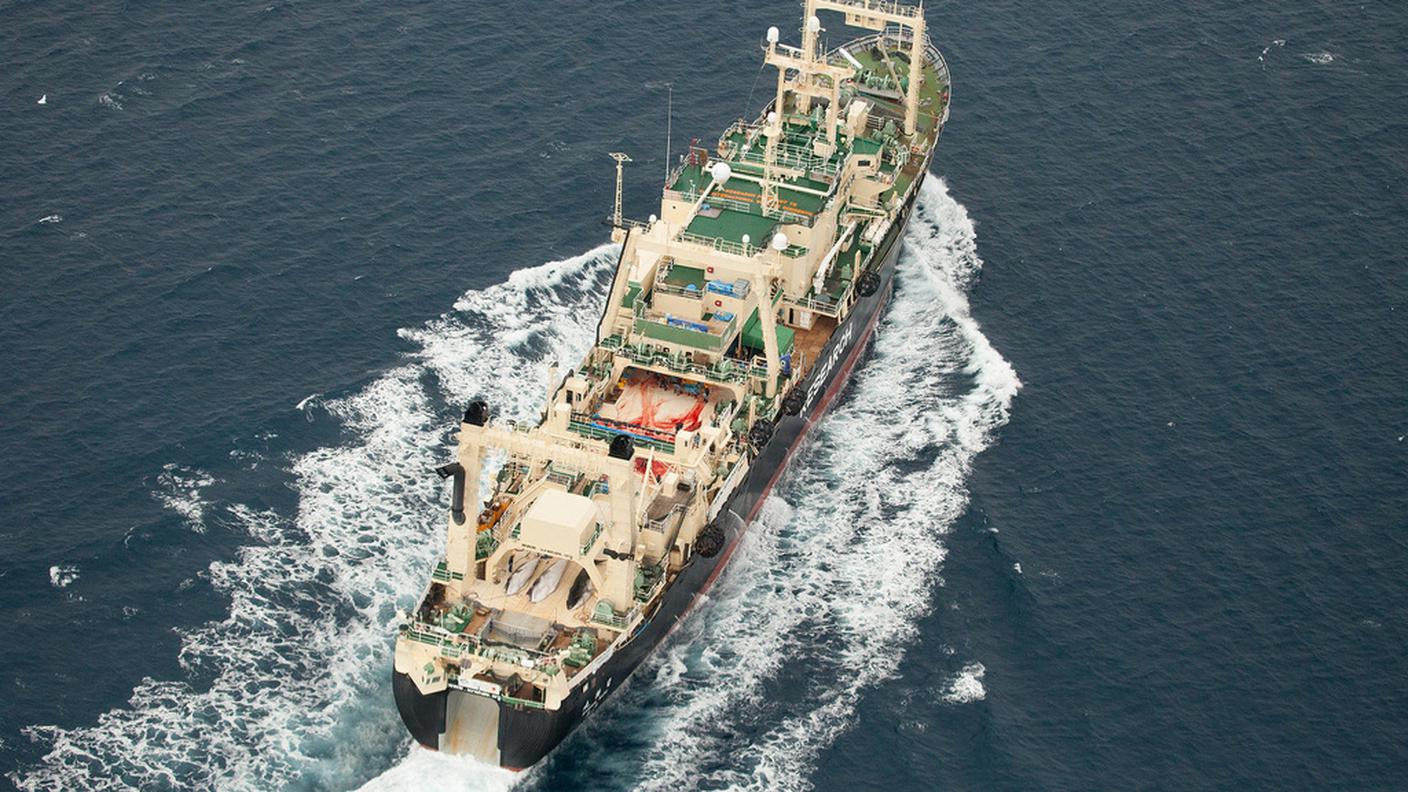balene antartide sea shepert caccia ky 3.JPG