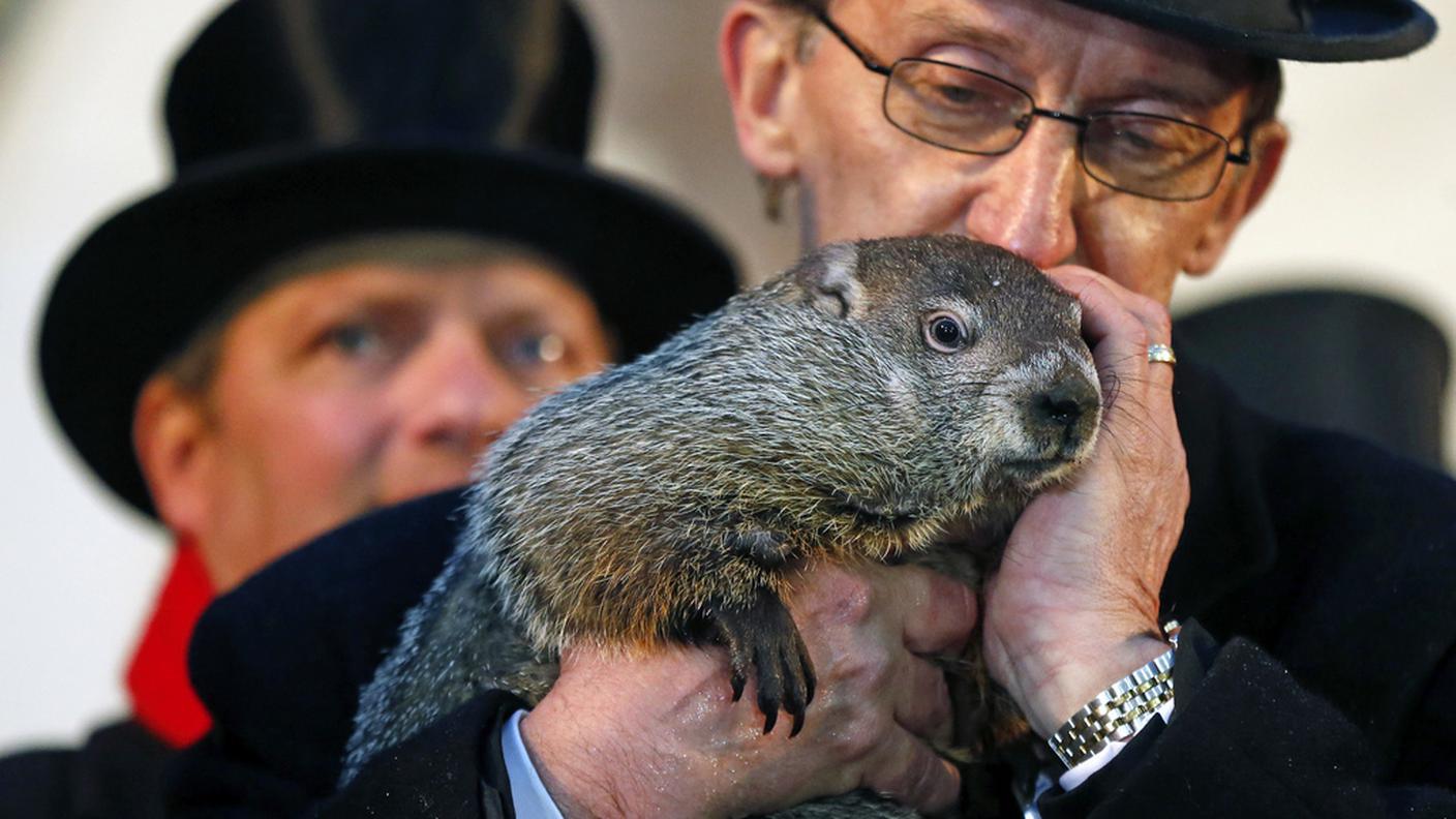 marmotta giorno della marmotta phil 2014 ky.JPG