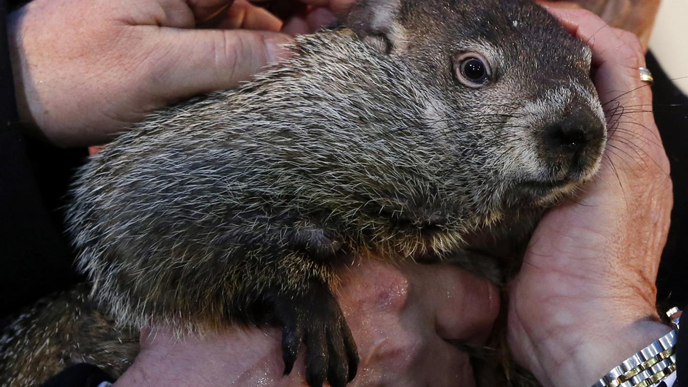 marmotta giorno della marmotta phil 2014 ky 3.JPG
