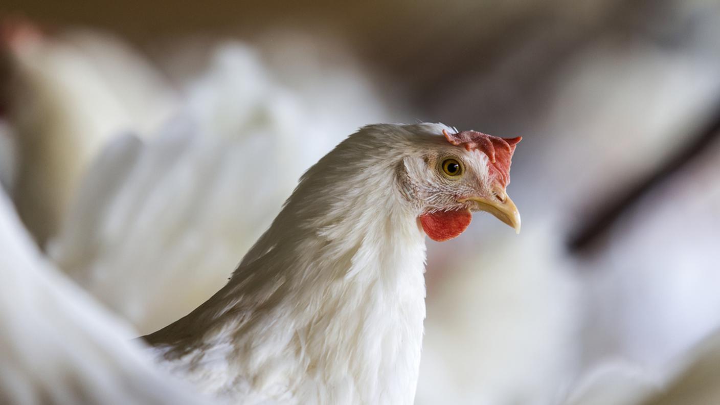 ky_pollo.JPG