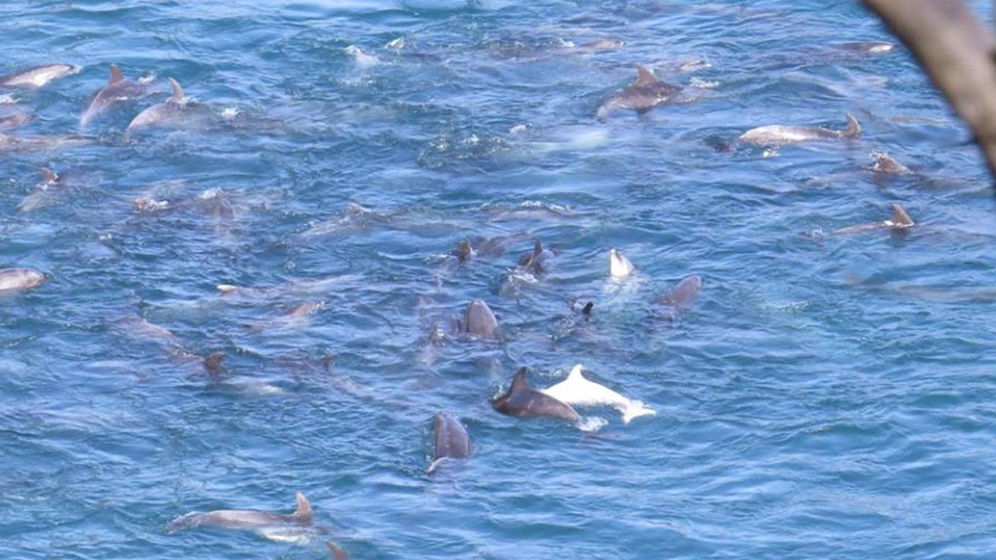 delfini 13.jpg
