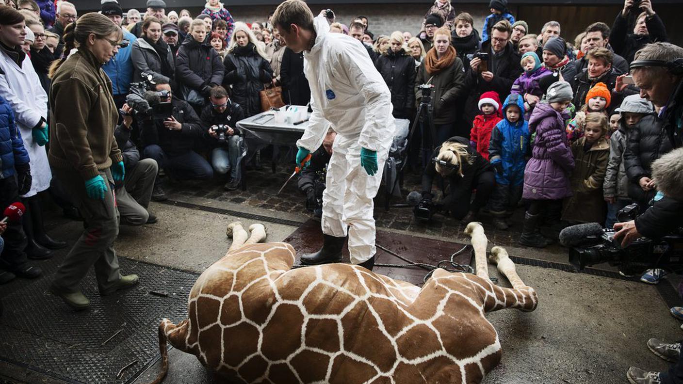 Marius giraffa Copenaghen 9.2.2014 ky.JPG