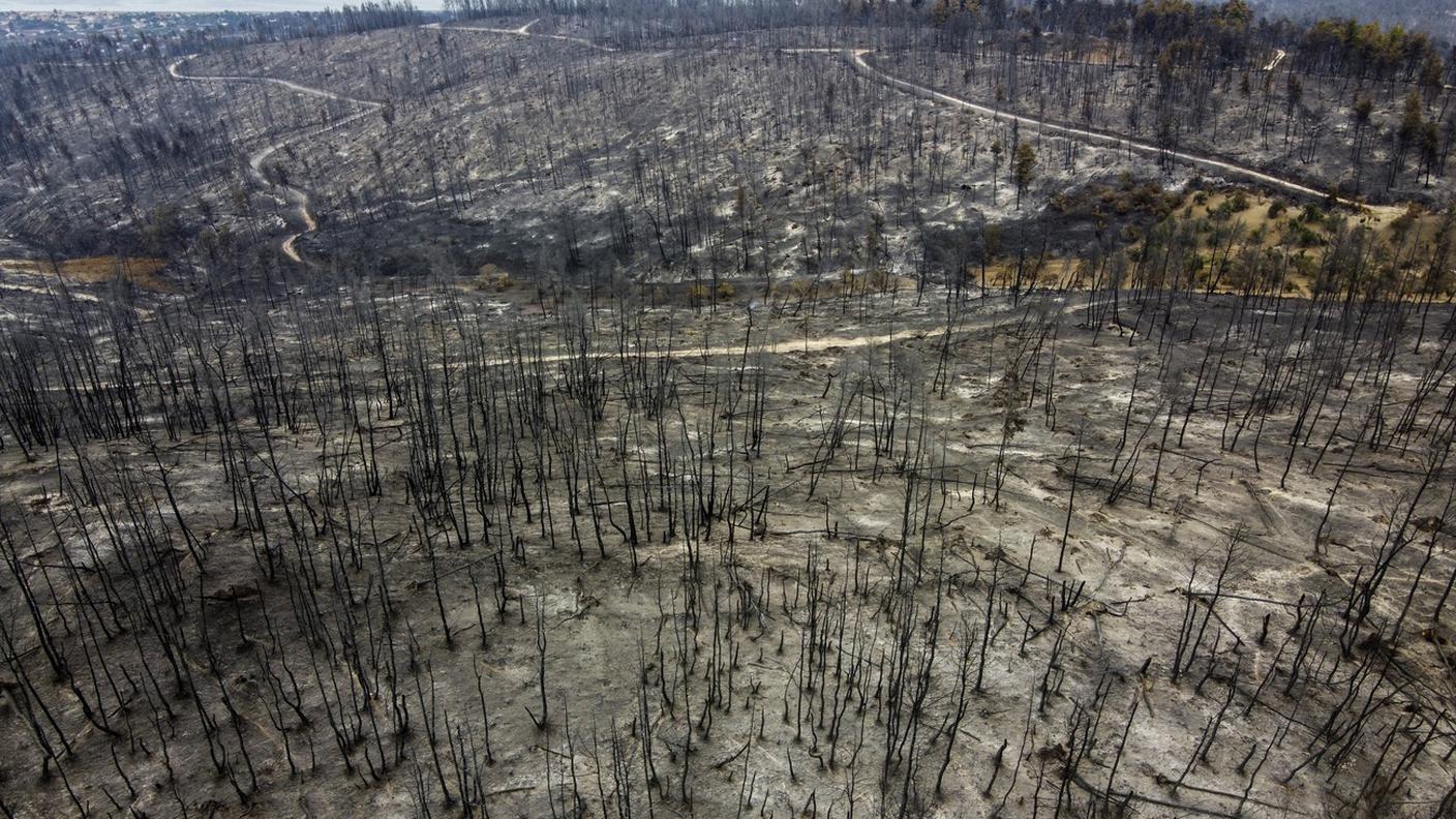 Quel che rimane di una foresta di Evia