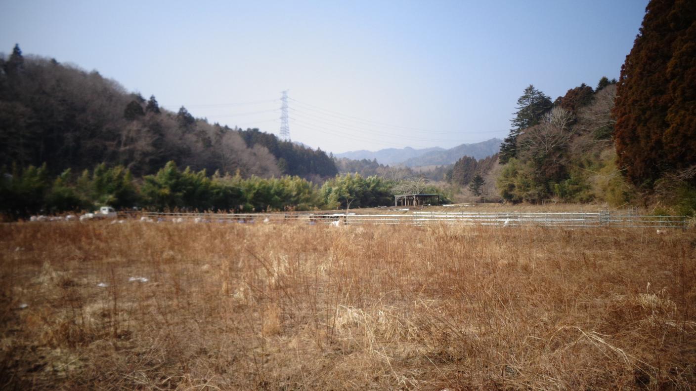 I terreni non ancora decontaminati ad una dozzina di chilometri dalla centrale di Fukushima