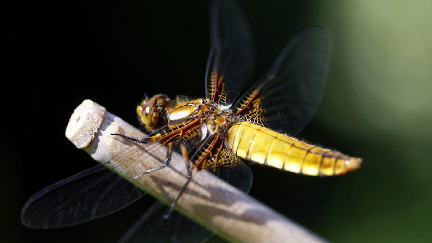 libellula, ky.JPG