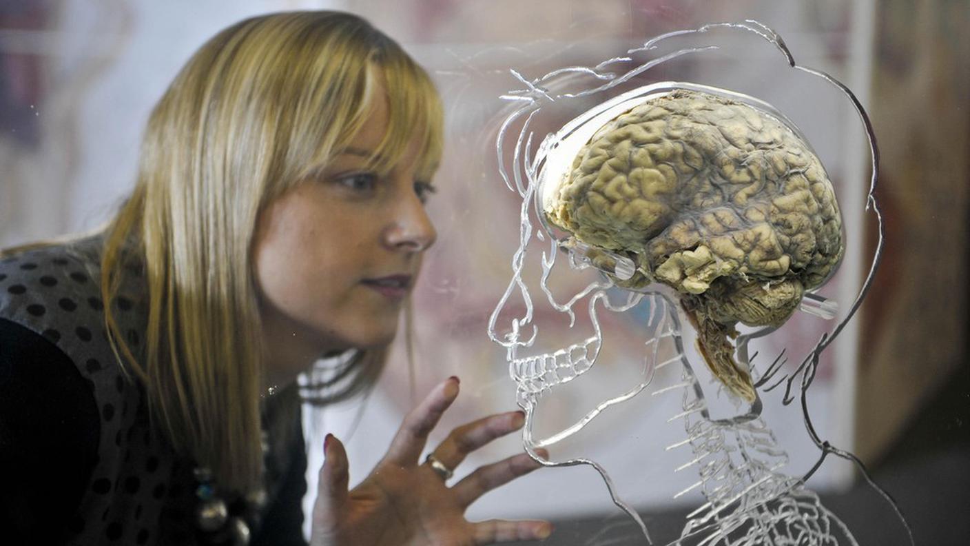 Il cervello è l'organo principale del sistema nervoso centrale