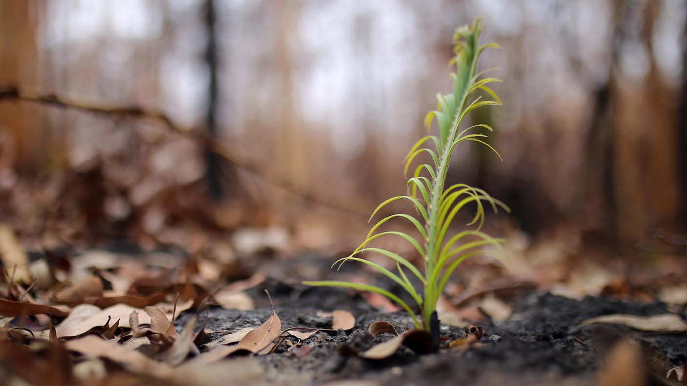 Dopo gli incendi la vegetazione è tornata a fiorire