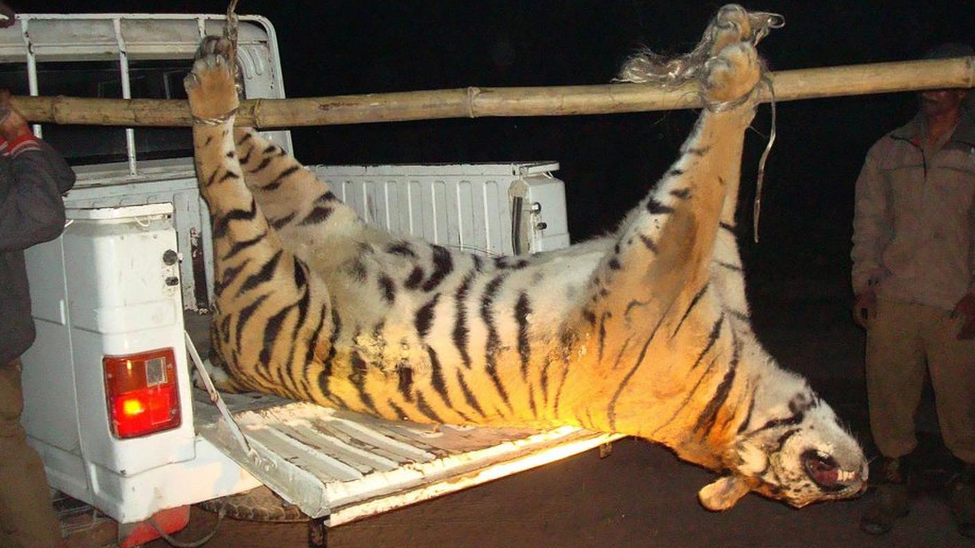 Tigre avveleanta India Ky.JPG