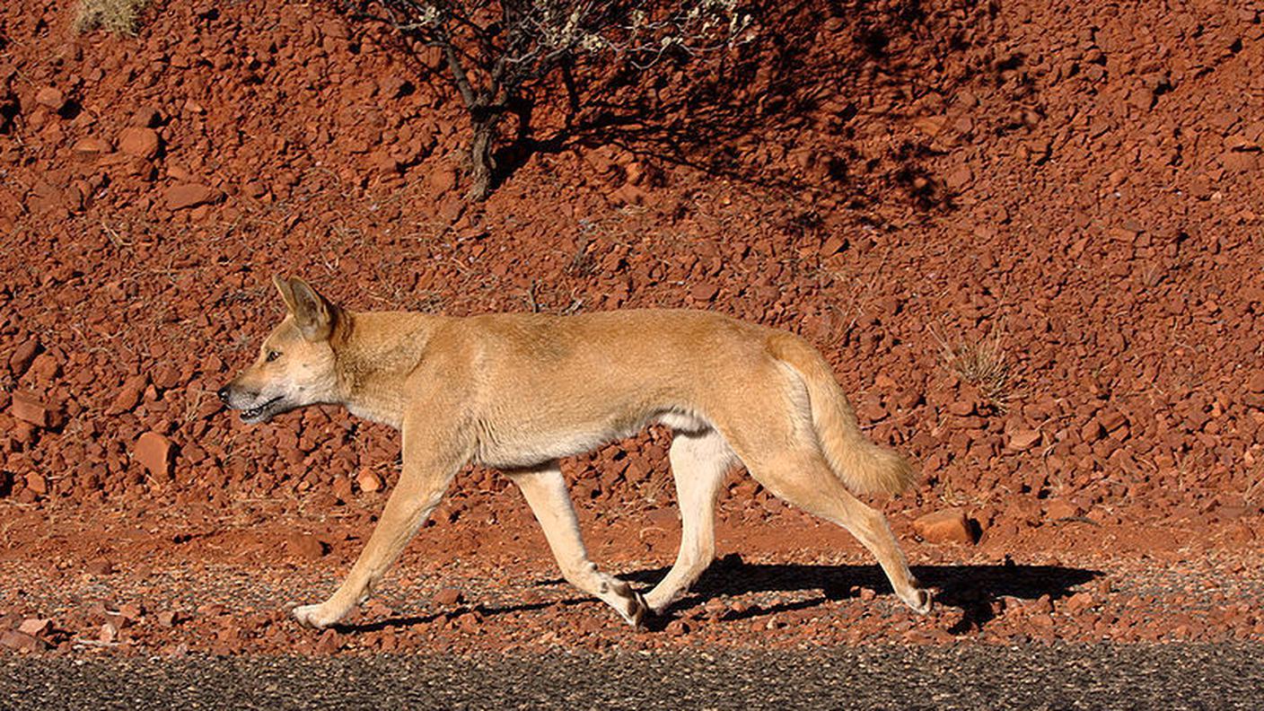 Un dingo