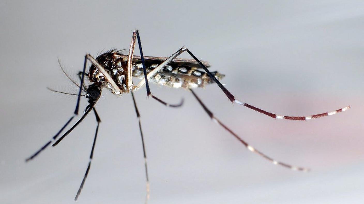 zanzara aedes ky.JPG