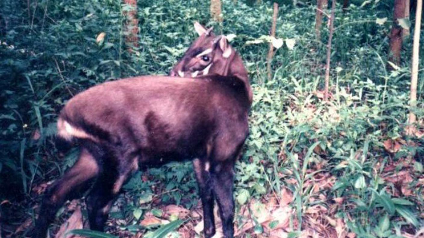 saola Pseudoryx nghetinhensis.jpg
