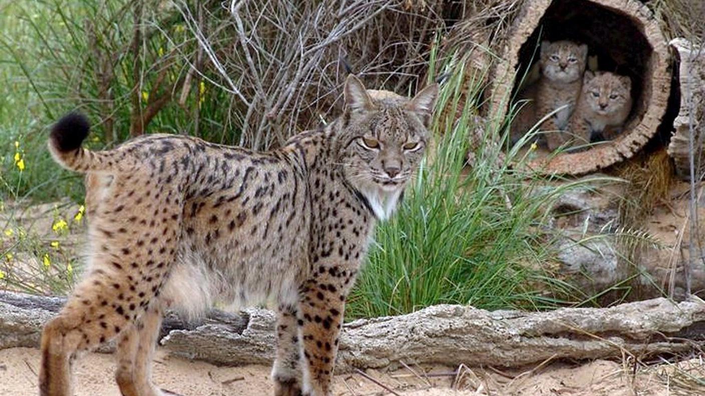 animali lince ky.JPG