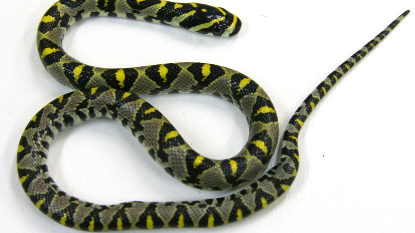 serpente ky.JPG