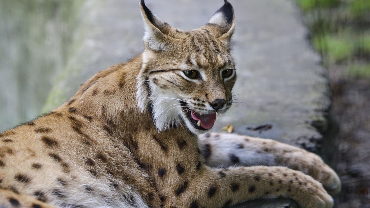 Ky lince.JPG