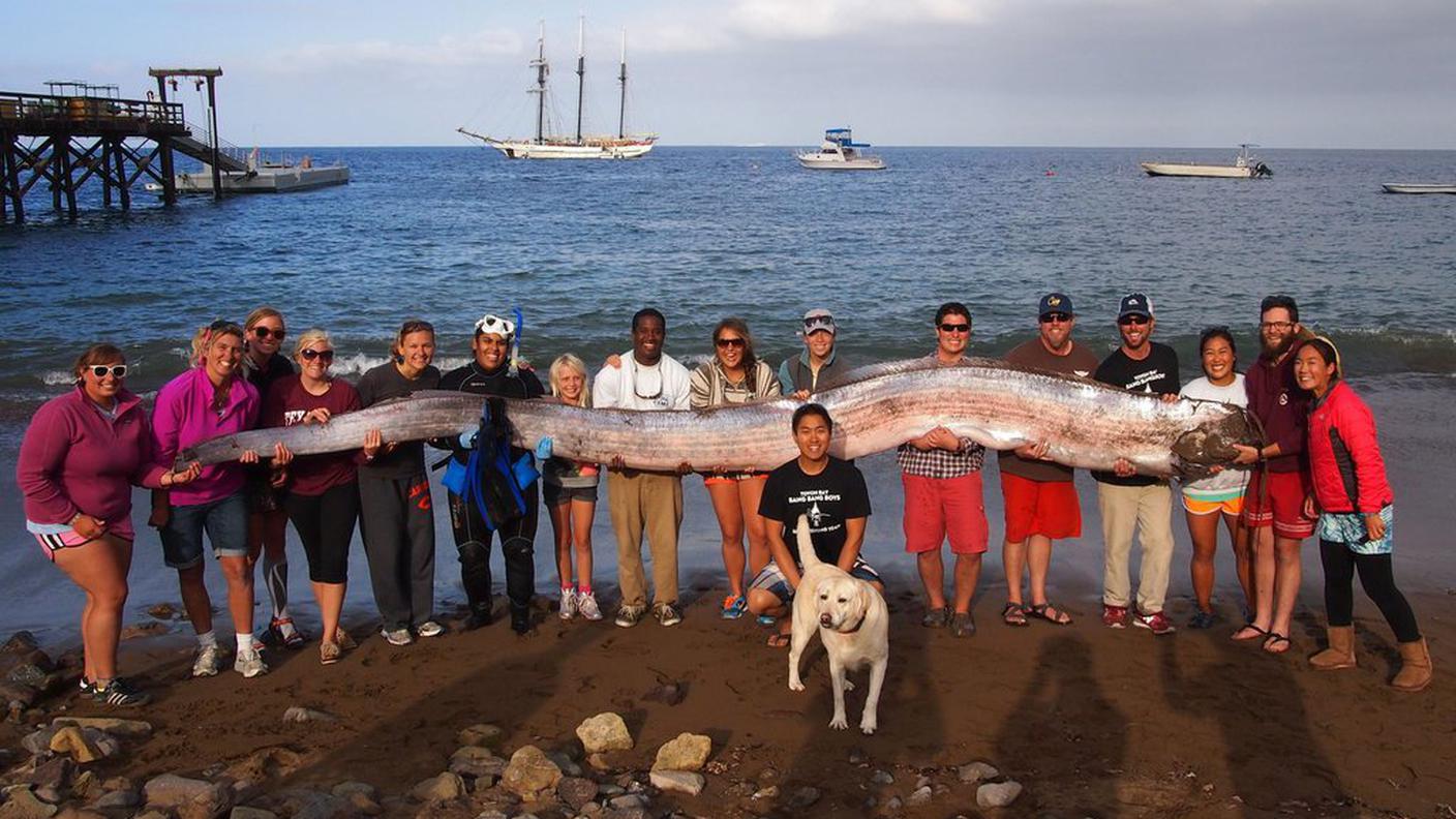 pesce remo California 13.10.2013 ky.JPG