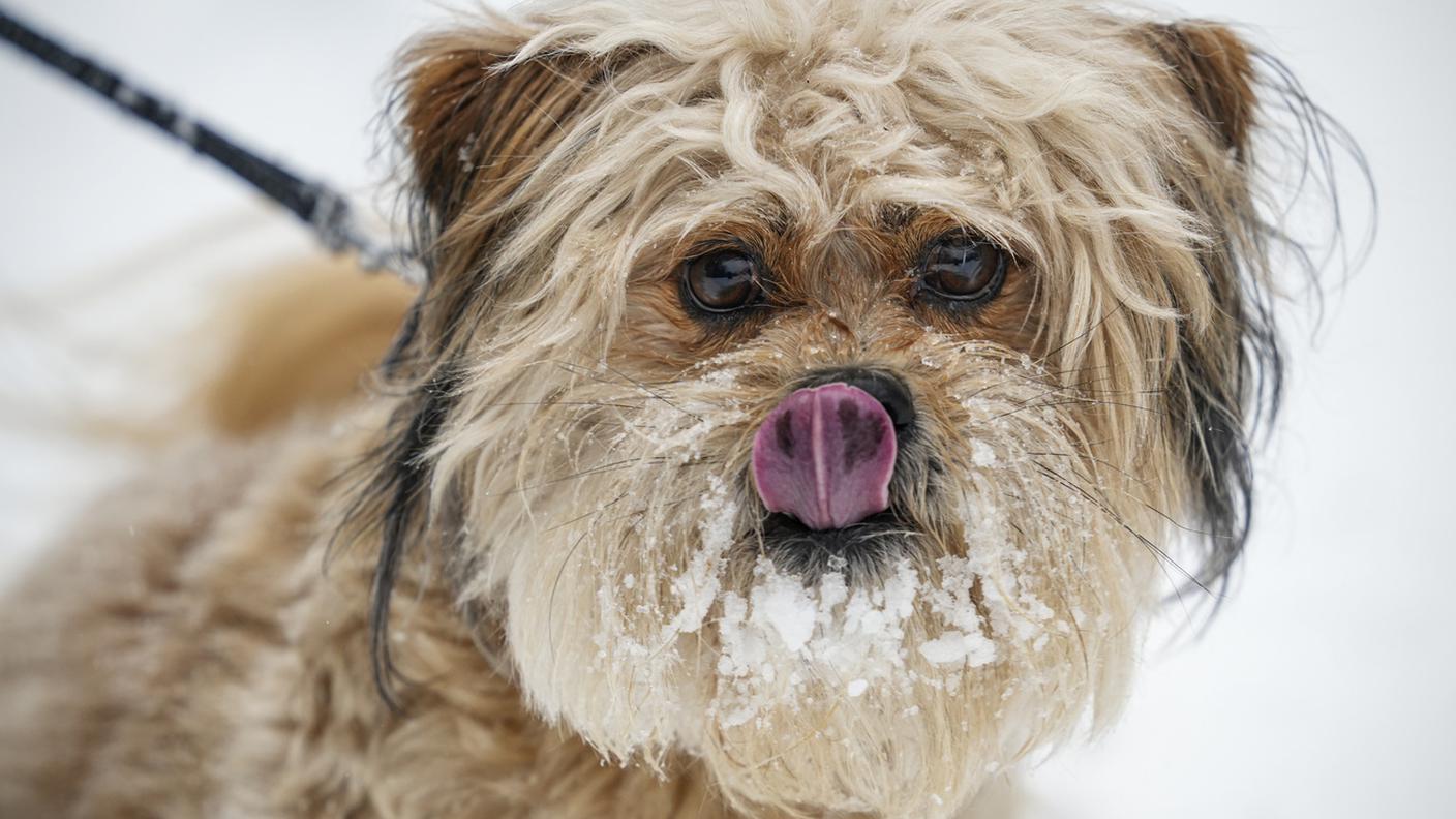 La tempesta di neve non spaventa questo cane che si diverte nella Carolina del Sud